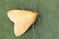 Sitochroa verticalis
