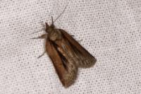 Nycteola revayana