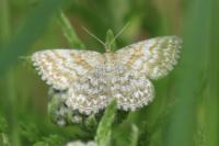 Scopula immorata