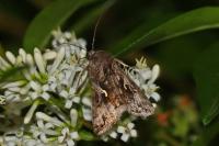 Autographa gamma
