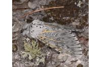 Cerura vinula