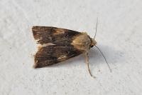 Agrotis puta