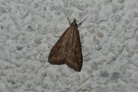 Udea ferrugalis