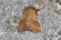 Malacosoma neustria