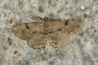 Peribatodes rhomboidaria rhomboidaria