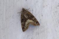 Deltote pygarga