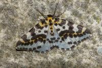 Abraxas grossulariata