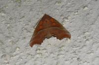 Scoliopteryx libatrix