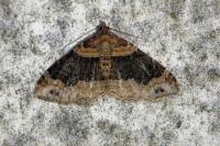 Xanthorhoe ferrugata