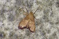 Endotricha flammealis