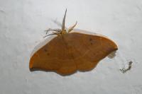 Watsonalla binaria