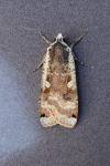 Noctua pronuba