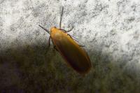 Katha depressa