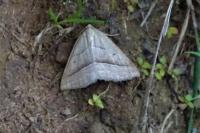 Macaria artesiaria