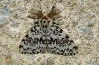 Lymantria monacha