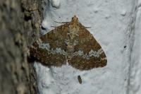 Perizoma alchemillata