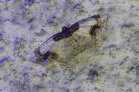 Ligdia adustata