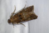 Phycita roborella