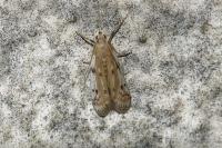 Phycitodes