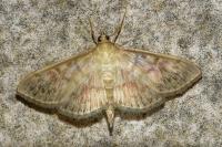 Patania ruralis
