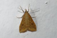 Udea ferrugalis