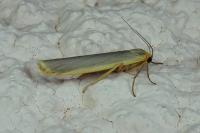 Manulea complana