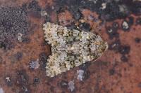 Hecatera dysodea