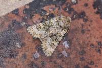 Hecatera dysodea