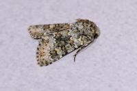 Hecatera dysodea