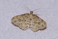 Ectropis crepuscularia