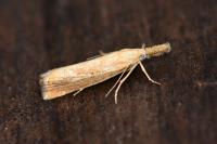Agriphila straminella