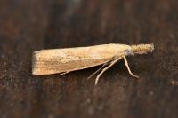 Agriphila straminella