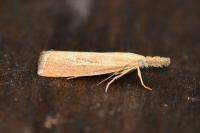 Agriphila straminella