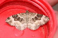 Epirrhoe alternata