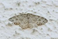 Ectropis crepuscularia