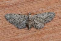 Eupithecia tenuiata