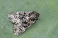 Apamea illyria