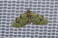 Chloroclystis v-ata