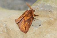Euthrix potatoria