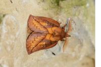 Euthrix potatoria