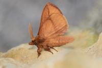 Euthrix potatoria