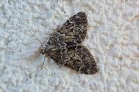 Thera britannica/variata