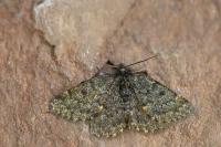Psodos canaliculata