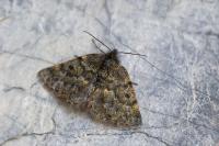 Psodos canaliculata