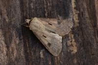 Agrotis exclamationis exclamationis