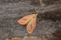 Miltochrista miniata
