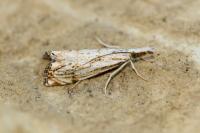 Catoptria falsella