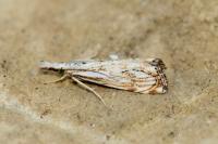 Catoptria falsella