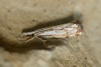 Catoptria falsella