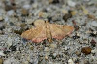 Endotricha flammealis